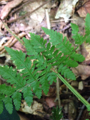 Dryopteris × triploidea