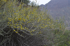Zygophyllum atriplicoides