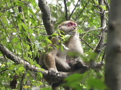 Macaca assamensis