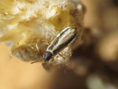 Microplax interrupta