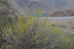 Zygophyllum atriplicoides