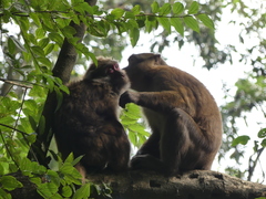 Macaca assamensis