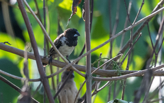 Spermestes cucullata