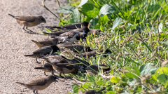 Spermestes cucullata