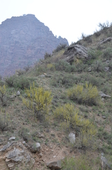 Zygophyllum atriplicoides