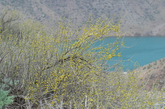 Zygophyllum atriplicoides