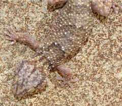Chondrodactylus fitzsimonsi