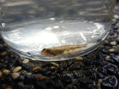 Pseudogobiopsis oligactis