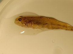 Pseudogobiopsis oligactis