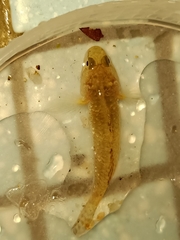 Pseudogobiopsis oligactis