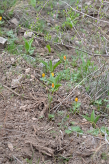 Eranthis longistipitata