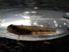 Pseudogobiopsis oligactis