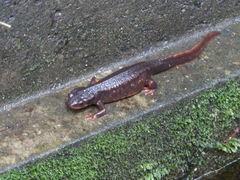 Cynops ensicauda ensicauda