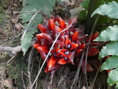 Zingiber chrysanthum