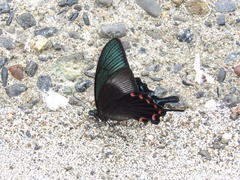 Papilio ryukyuensis