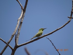 Merops viridissimus