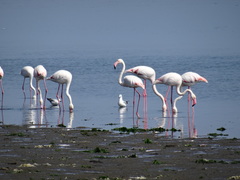 Phoenicopterus roseus
