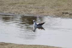 Chroicocephalus hartlaubii