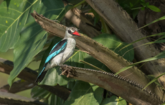 Halcyon senegalensis