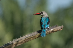 Halcyon senegalensis