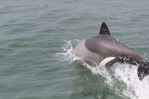 Heaviside's Dolphin (Cephalorhynchus heavisidii)