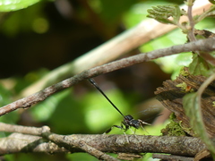 Gasteruption brachyurum