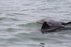Cephalorhynchus heavisidii
