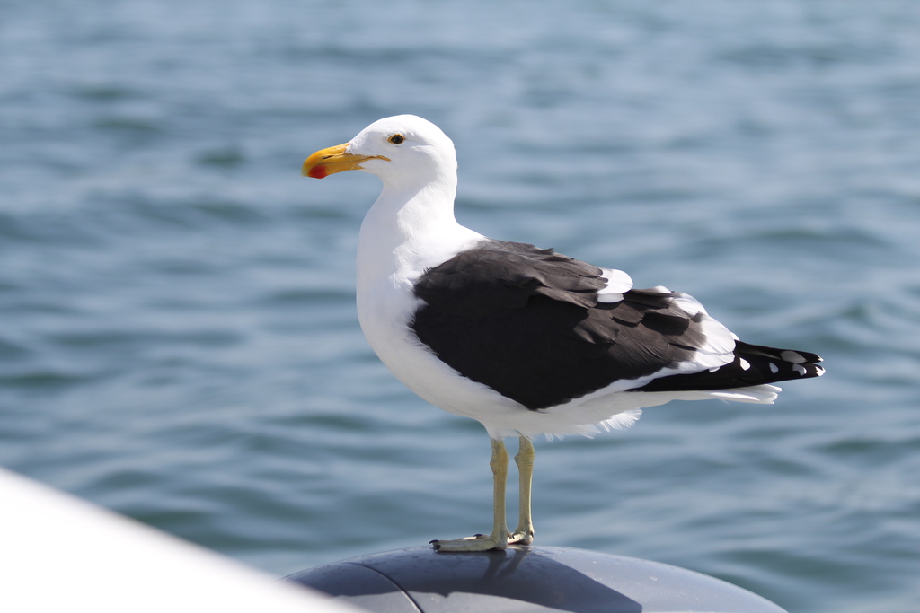 Kelp Gull (vetula)