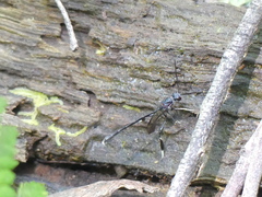 Gasteruption brachyurum