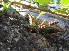 Asplenium ceterach image