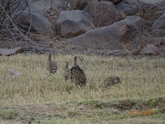 Pternistis bicalcaratus