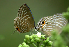 Jamides alecto alocina