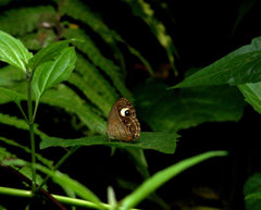 Mycalesis junonia