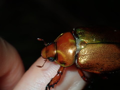 Anoplognathus viridiaeneus