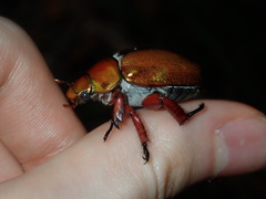 Anoplognathus viridiaeneus