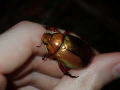 Anoplognathus viridiaeneus