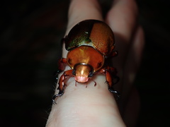 Anoplognathus viridiaeneus