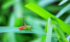 Conocephalus signatus