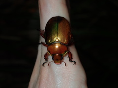 Anoplognathus viridiaeneus