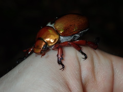 Anoplognathus viridiaeneus