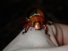 Anoplognathus viridiaeneus