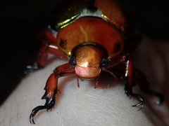 Anoplognathus viridiaeneus