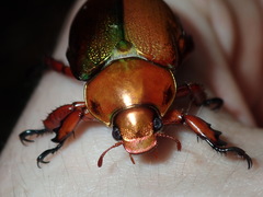 Anoplognathus viridiaeneus