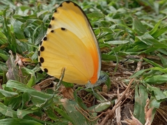 Mylothris agathina agathina