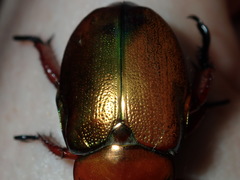 Anoplognathus viridiaeneus