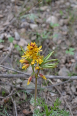 Gymnospermium albertii