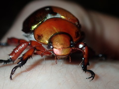 Anoplognathus viridiaeneus