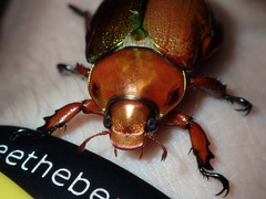 Anoplognathus viridiaeneus