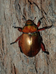 Anoplognathus viridiaeneus