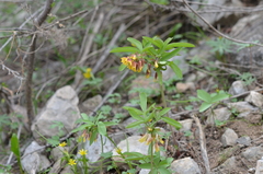 Gymnospermium albertii